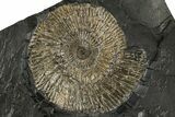 Dactylioceras Ammonite Fossil - Posidonia Shale, Germany #304964-1